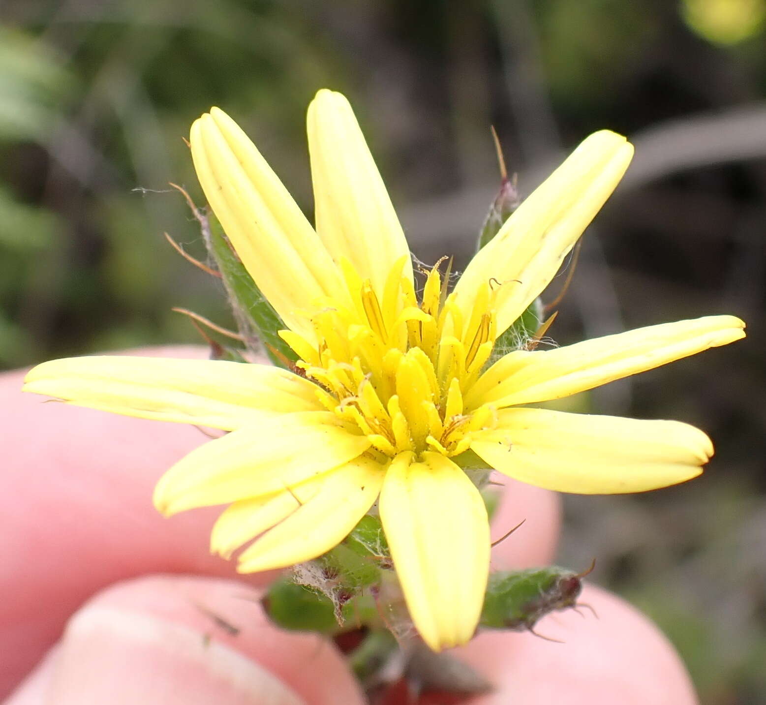 Image of Cullumia aculeata (Houtt.) Rössl.