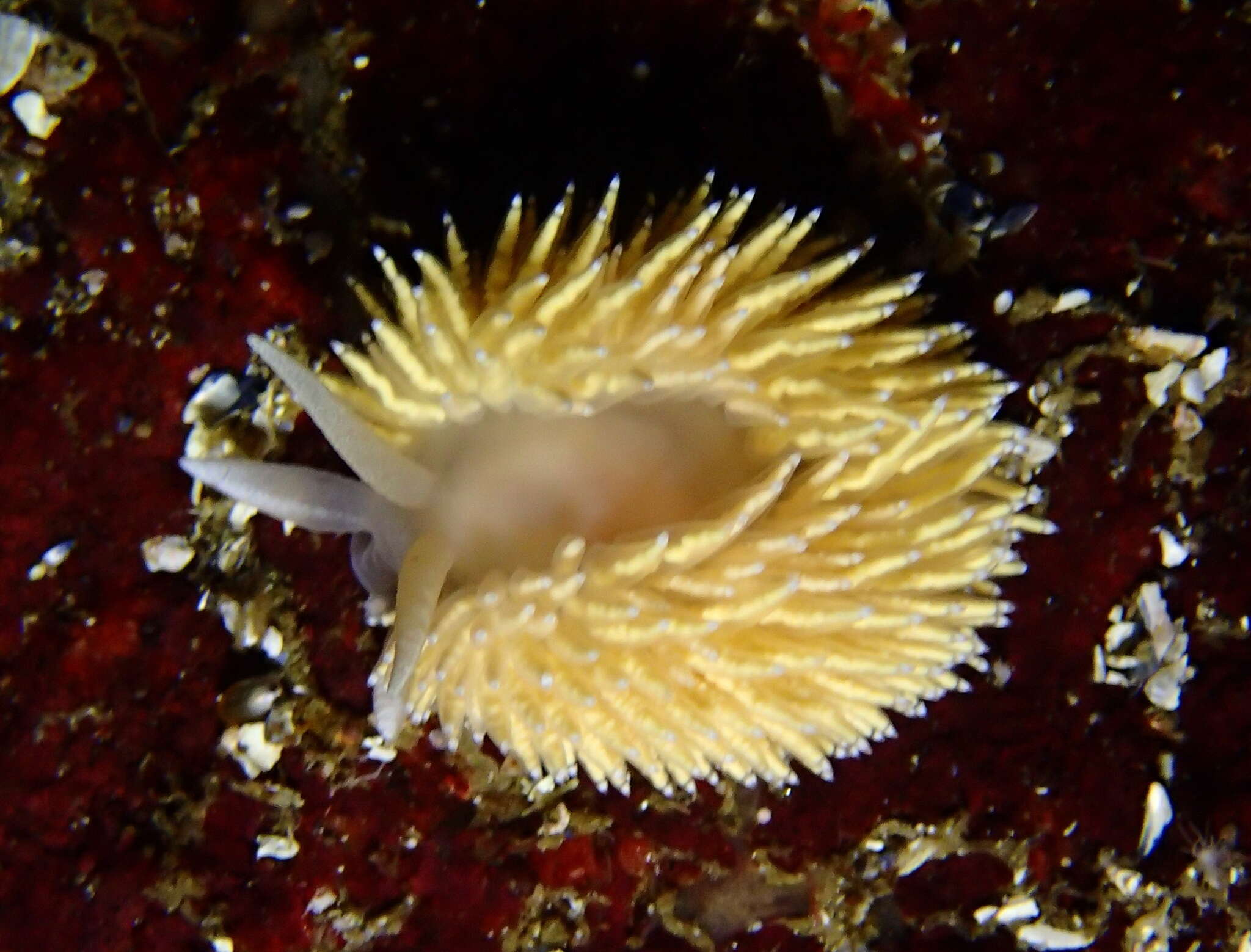 Image of Ziminella japonica (Volodchenko 1941)