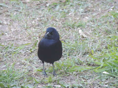 Image of Shiny Cowbird