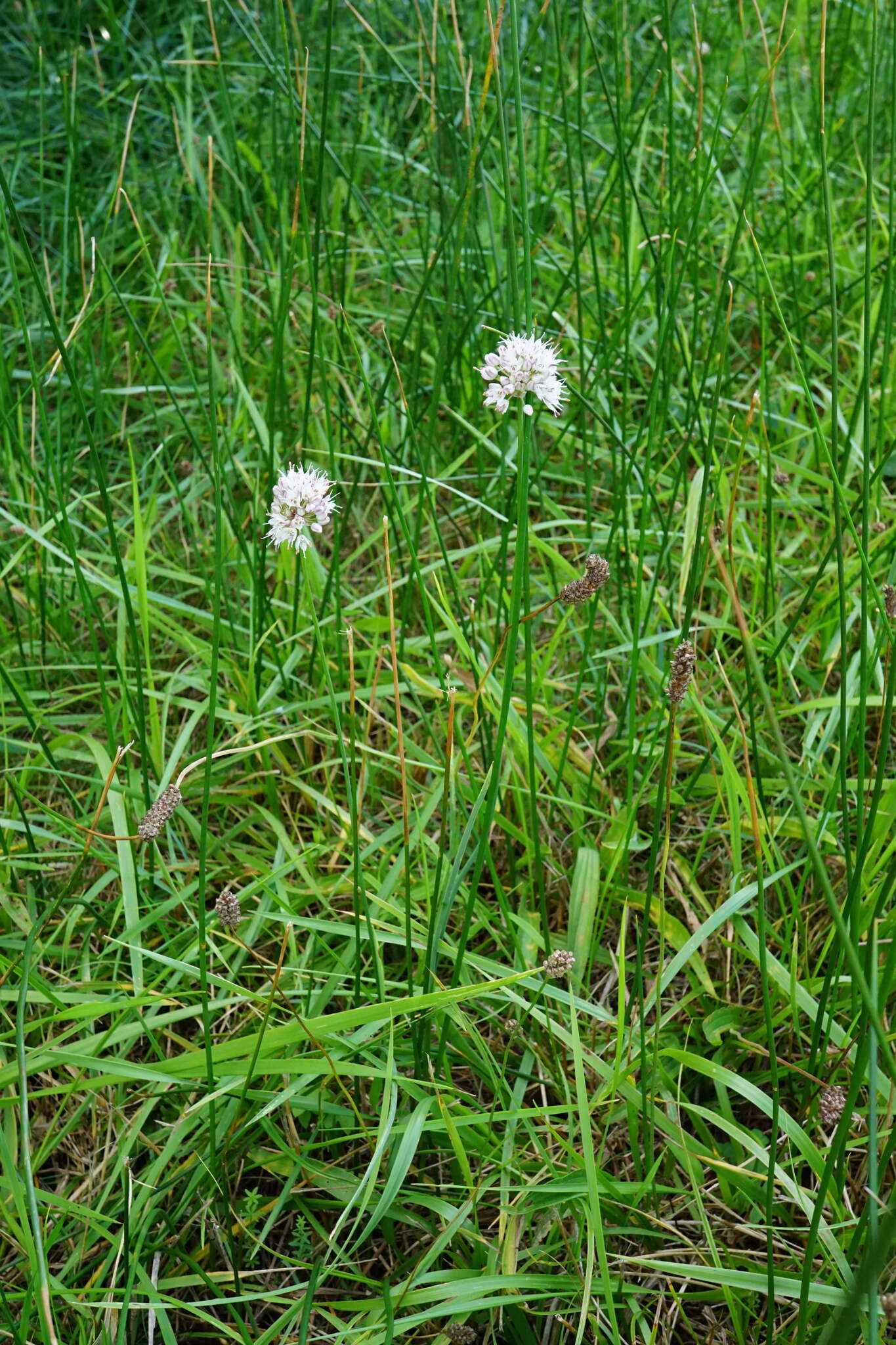 Слика од Allium suaveolens Jacq.