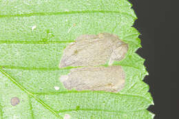 Image of Elm leafminer