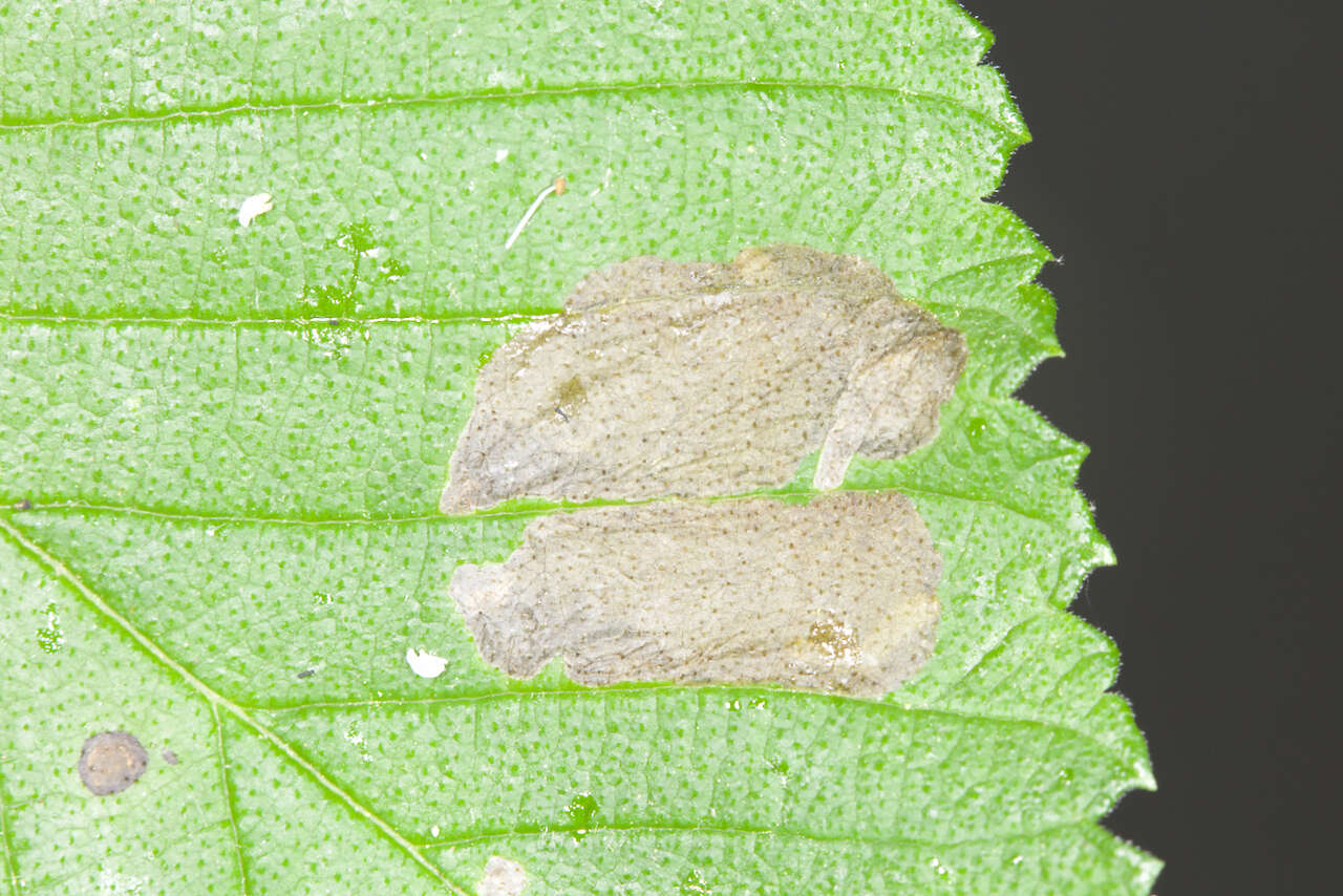 Image of Elm leafminer