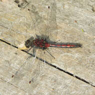 Image of Boreal Whiteface