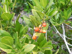 Image de Tricalysia capensis var. capensis