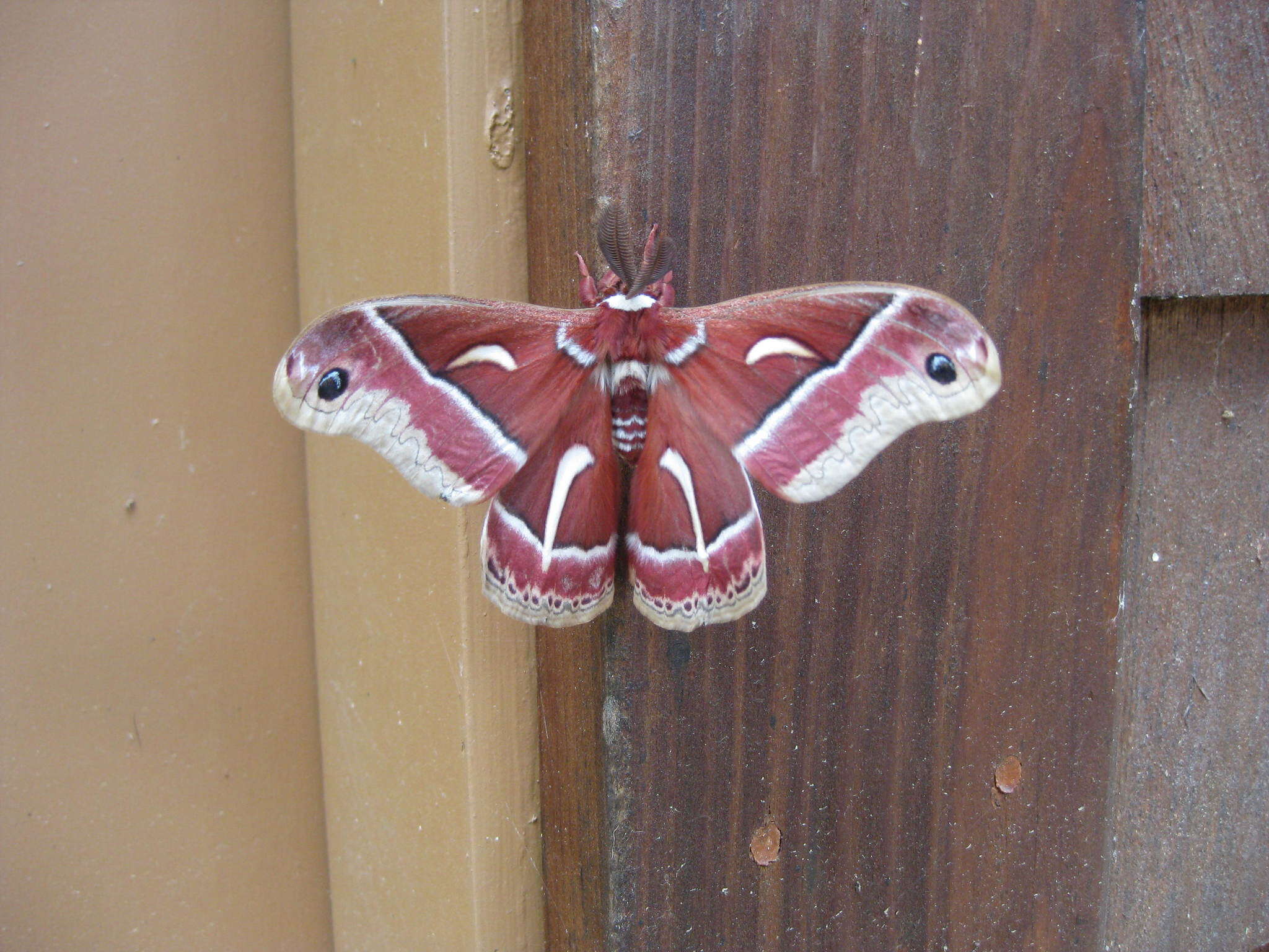 Image of Ceanothus Silkmoth