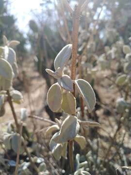 Image of Croton adspersus Benth.