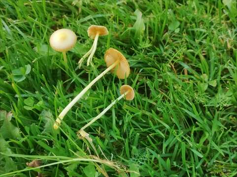 Image of Yellow Fieldcap