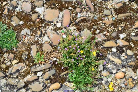 Image of Chaenorhinum origanifolium (L.) Fourr.