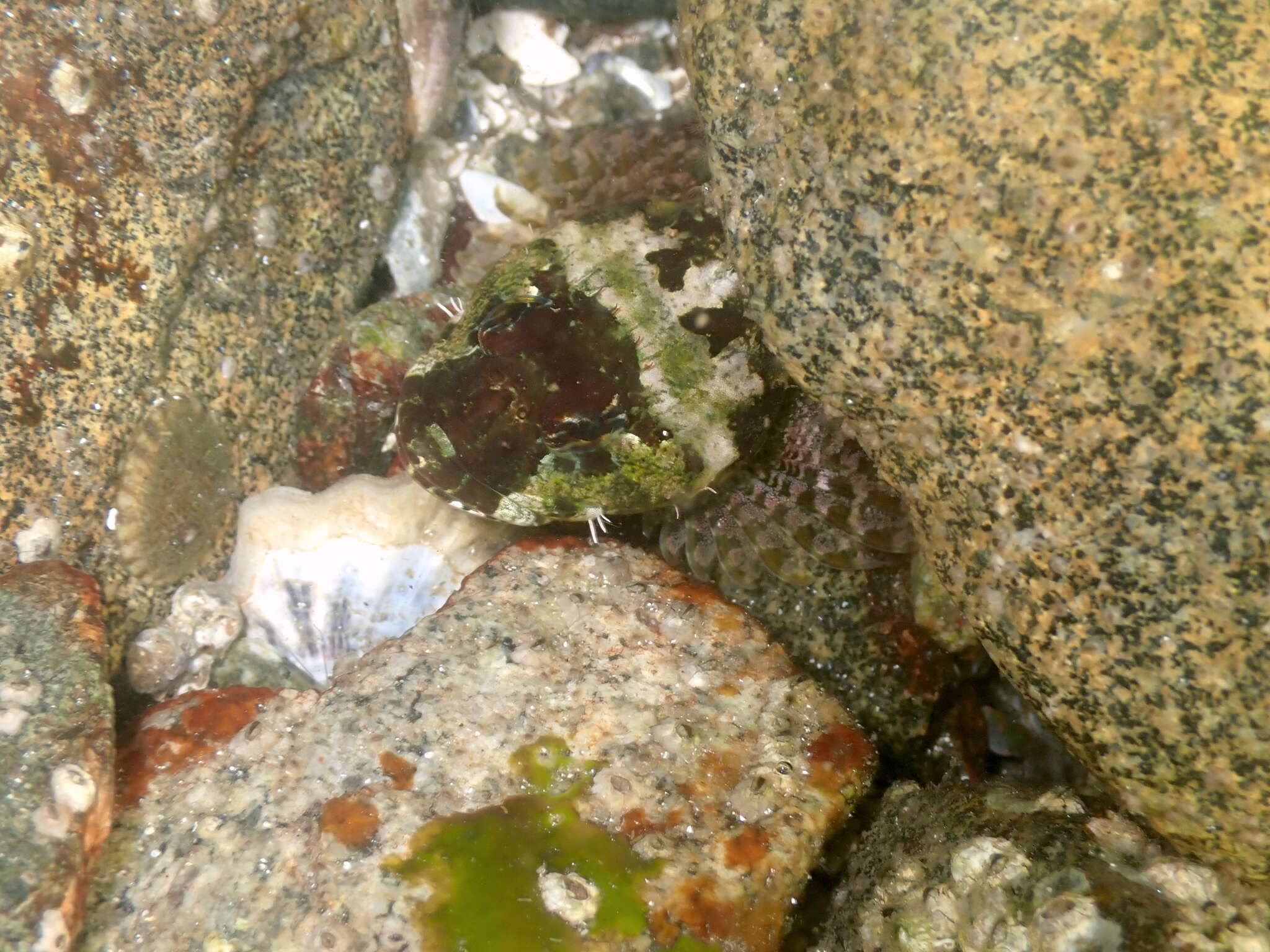 Image of Round-nosed sculpin