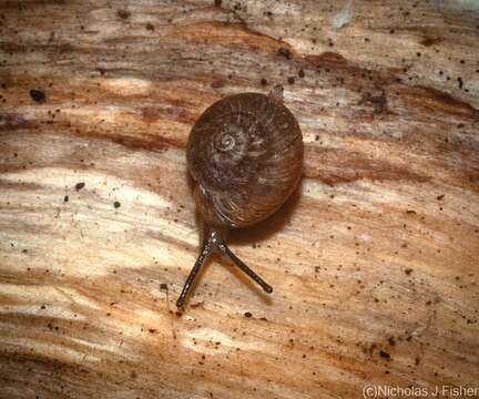 Image of Ngairea dorrigoensis (Iredale 1941)