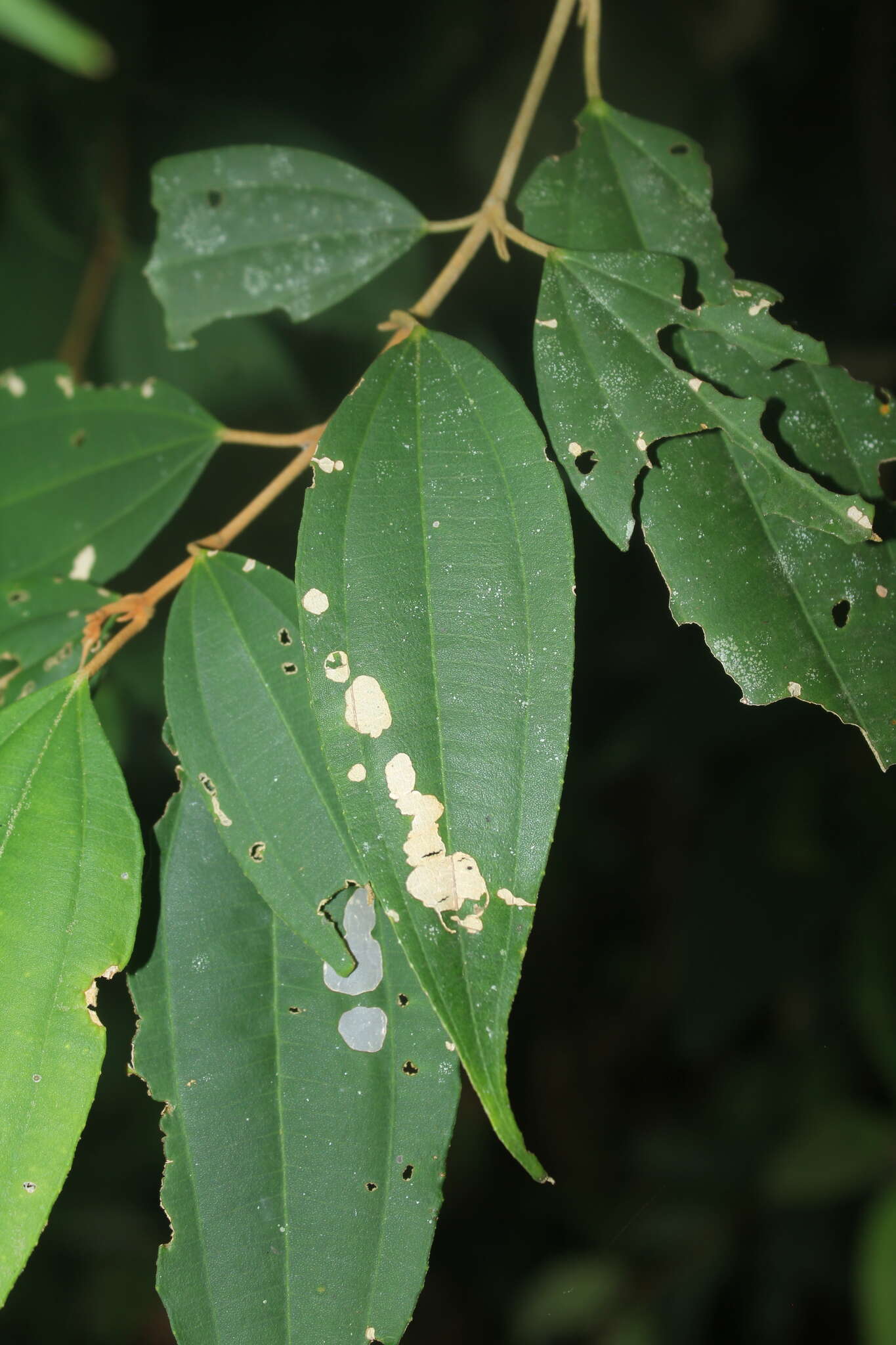 Imagem de Miconia minutiflora (Bonpl.) DC.