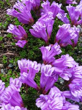 Image of Menzies' penstemon