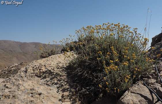 Plancia ëd Tanacetum densum (Labill.) Sch. Bip.