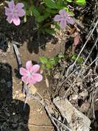 Image of northern phlox