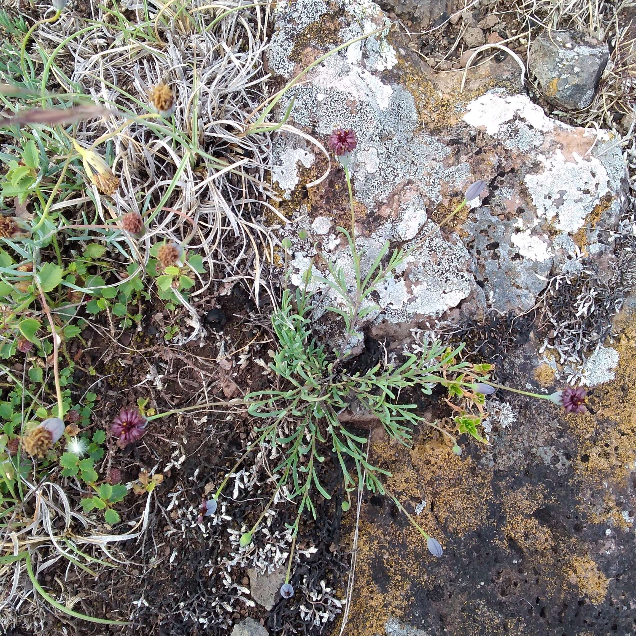 Image of Porophyllum linifolium (Ard.) DC.