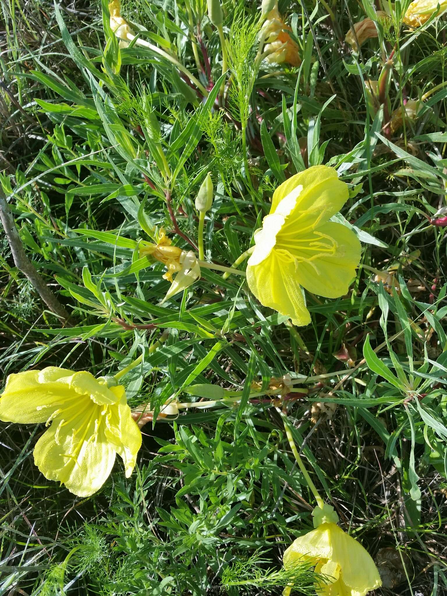 Oenothera macrocarpa Nutt. resmi