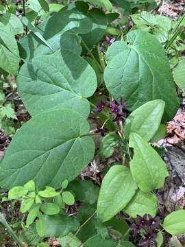 Image de Matelea carolinensis (Jacq.) R. E. Woodson