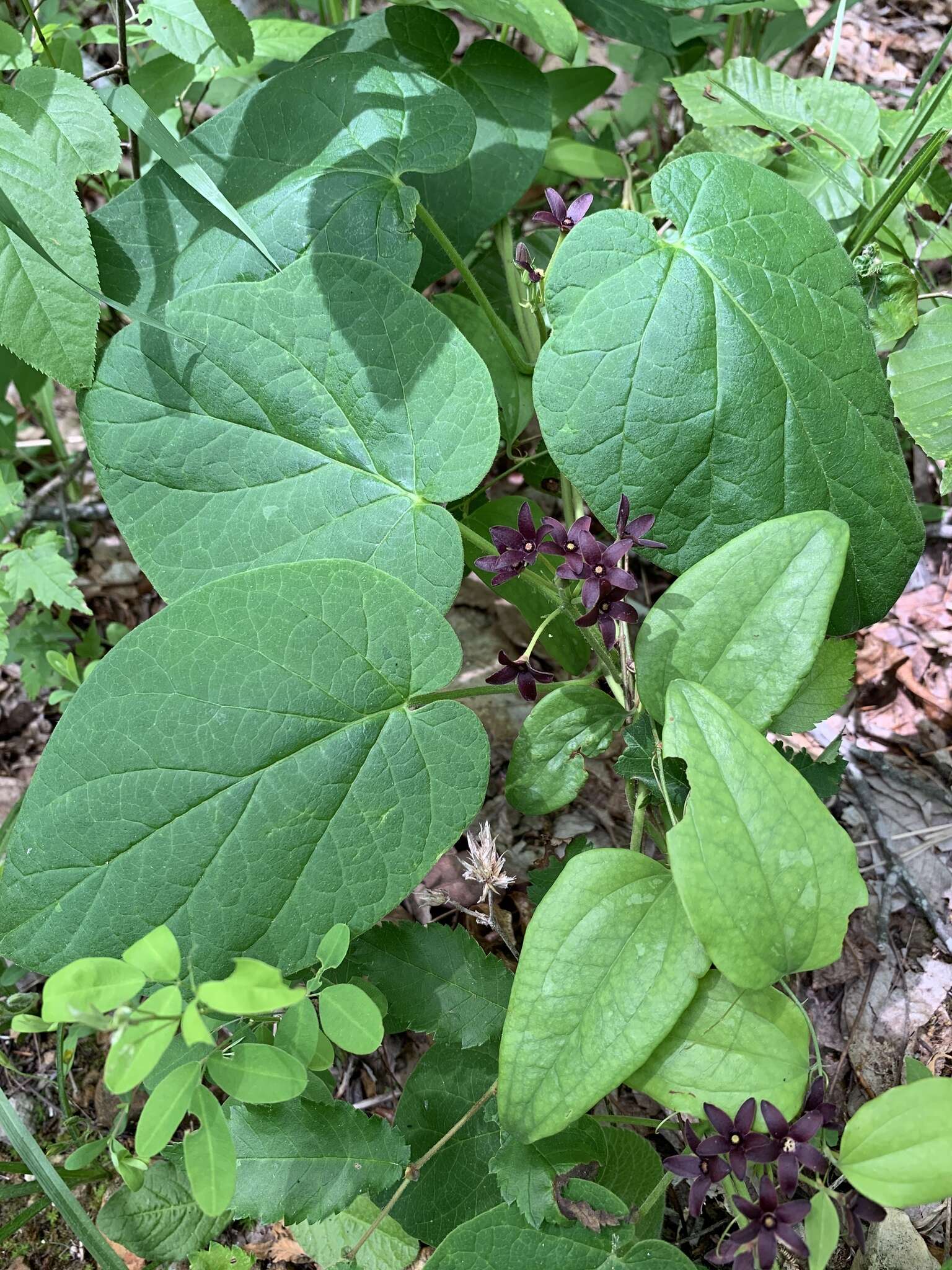 صورة Matelea carolinensis (Jacq.) R. E. Woodson