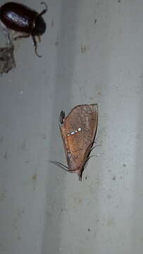 Image of Large Necklace Moth