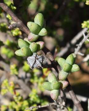 Imagem de Ruschia divaricata L. Bol.