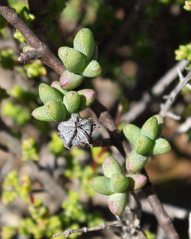 Ruschia divaricata L. Bol. resmi