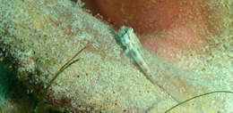 صورة Gnatholepis thompsoni Jordan 1904