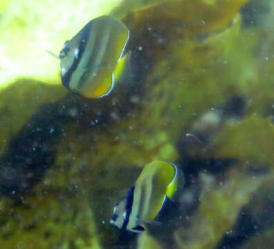 Image of Blacklip Butterflyfish