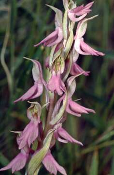 Image of Anacamptis sancta (L.) R. M. Bateman, Pridgeon & M. W. Chase