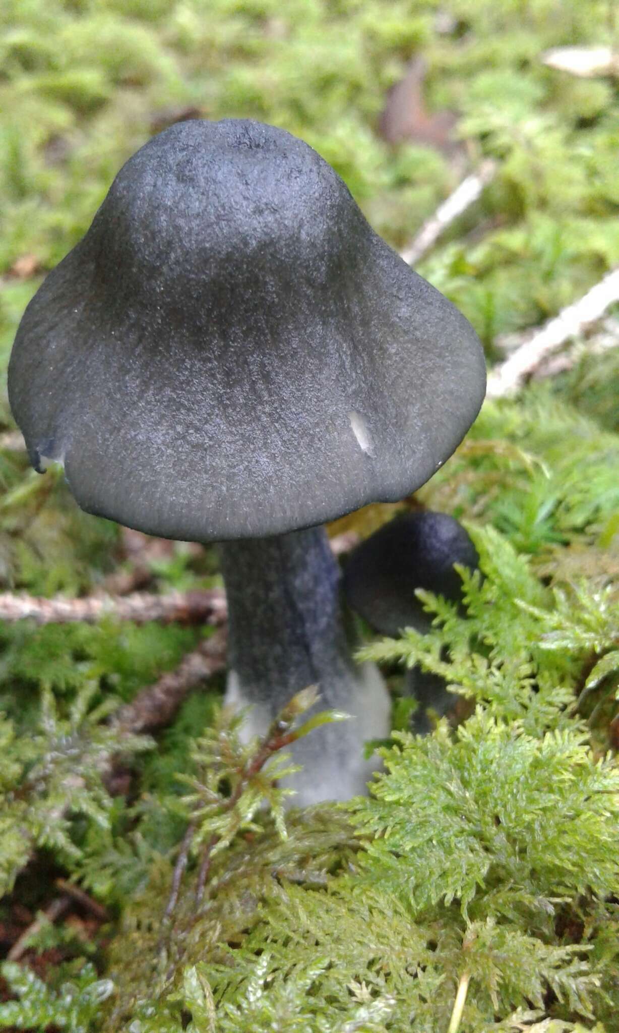 Image of Entocybe