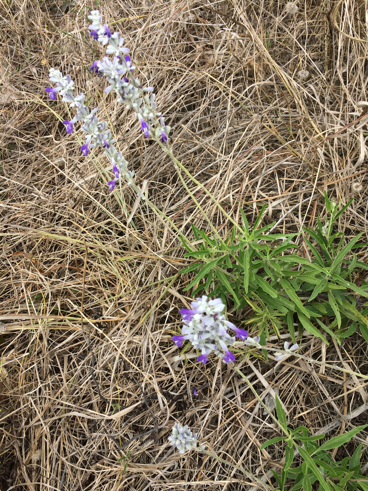 Image of mealycup sage