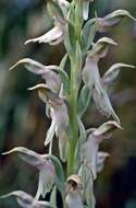 Image of Anacamptis sancta (L.) R. M. Bateman, Pridgeon & M. W. Chase