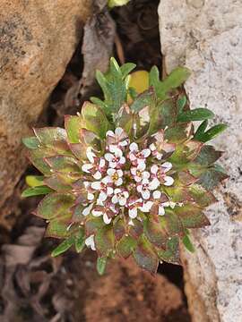 Plancia ëd Iberis odorata L.