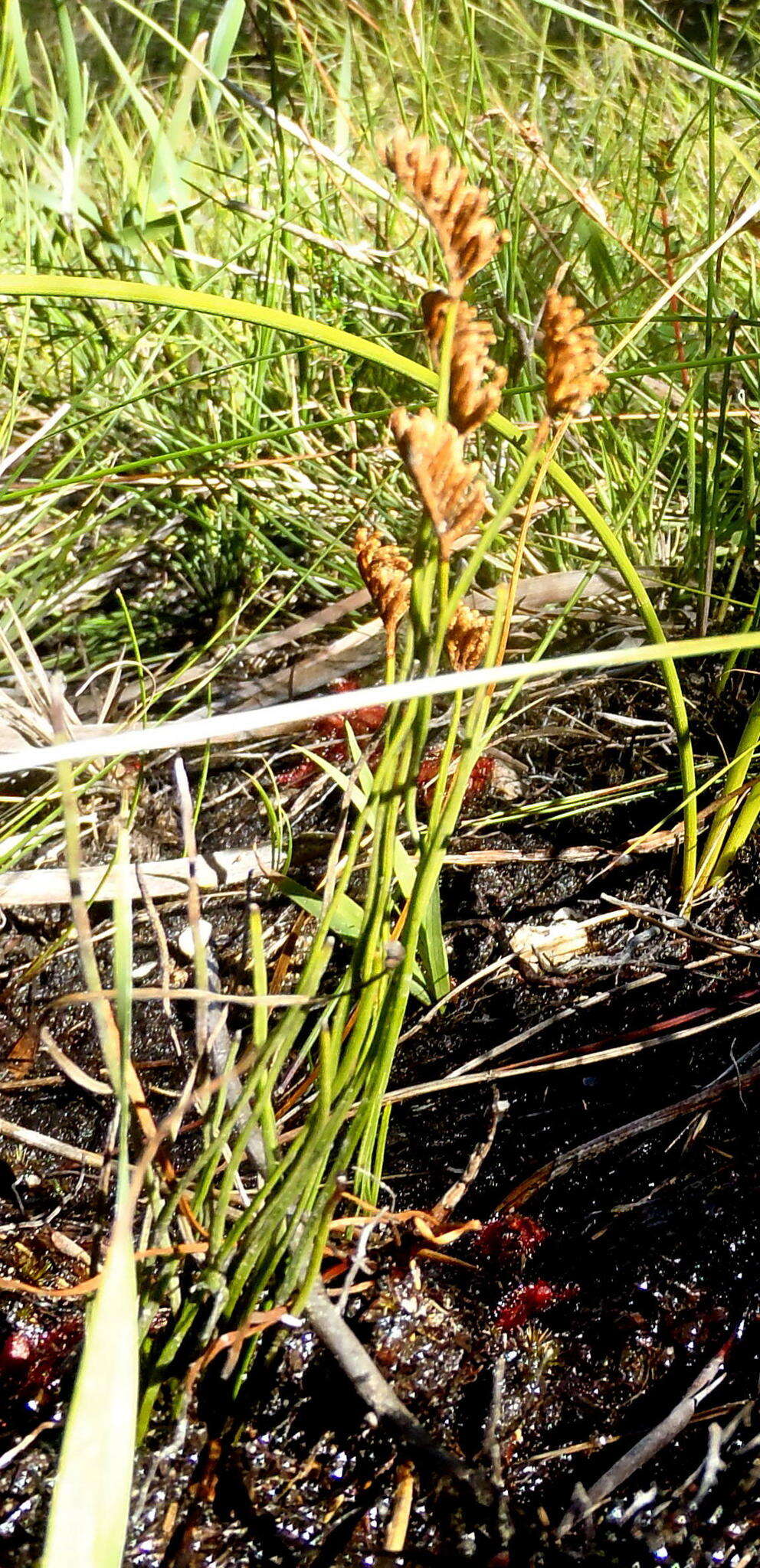 Imagem de Schizaea pectinata (L.) Sw.