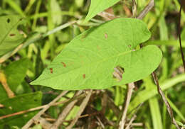 Imagem de Odonellia hirtiflora (M. Mart. & Gal.) K. Robertson