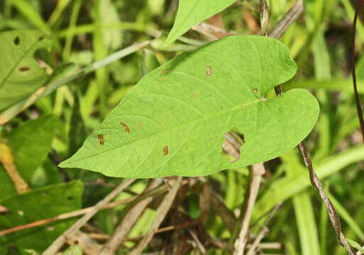 Image of Odonellia