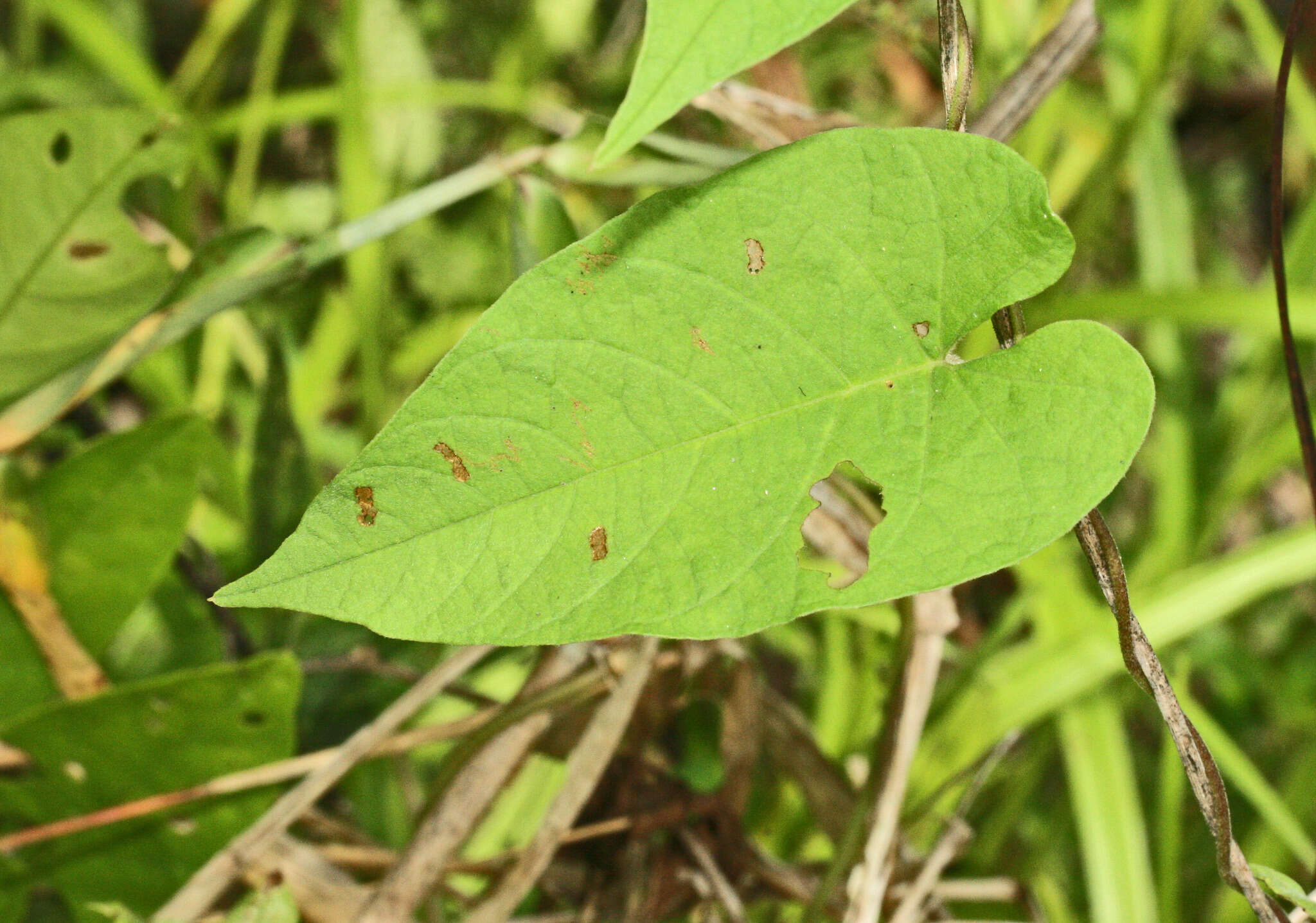 Imagem de Odonellia hirtiflora (M. Mart. & Gal.) K. Robertson