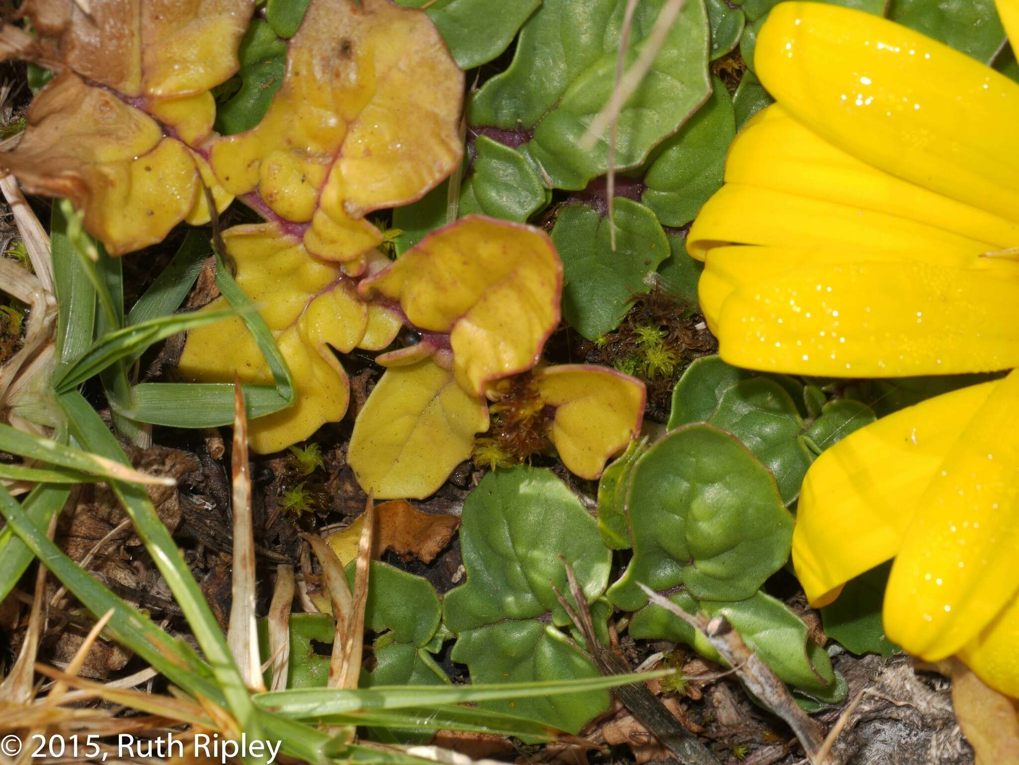 Image of Senecio condimentarius Cabrera