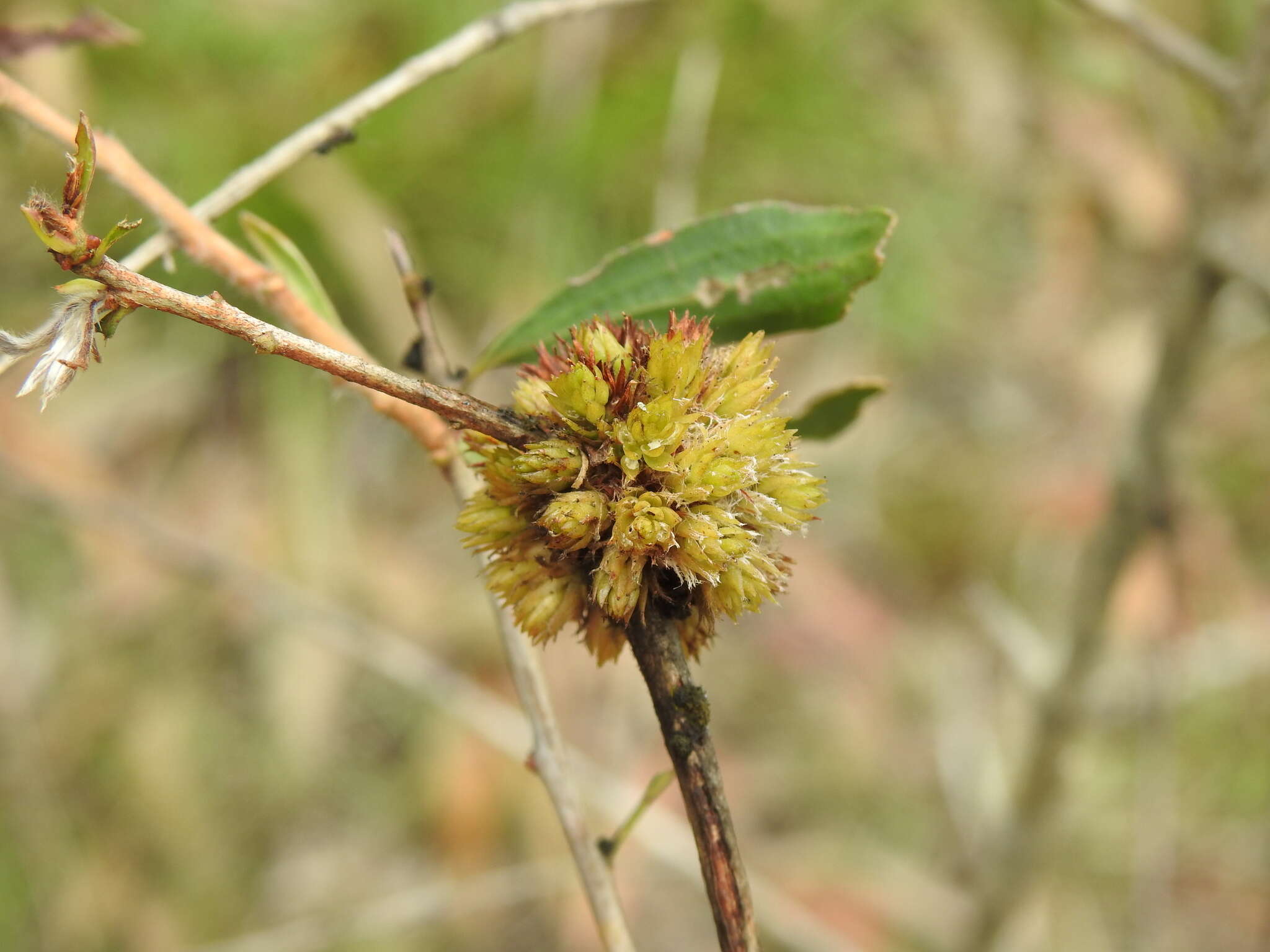 Image of Beesonia ferrugineus (Froggatt 1921)