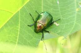 Mimela splendens (Gyllenhal 1817) resmi