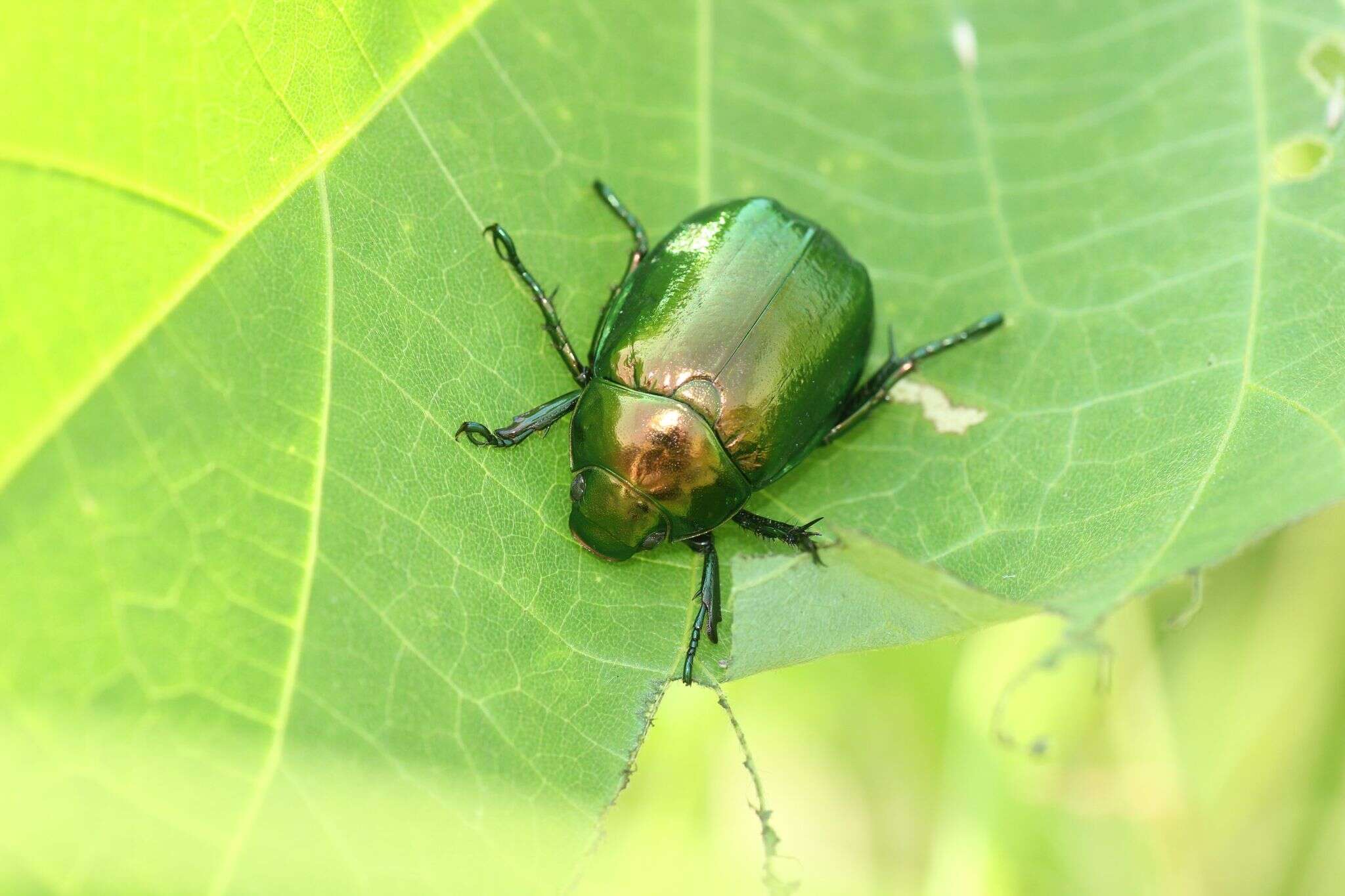 Mimela splendens (Gyllenhal 1817) resmi