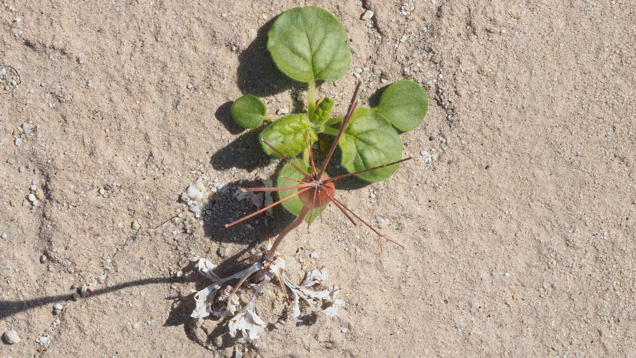 Image of little deserttrumpet
