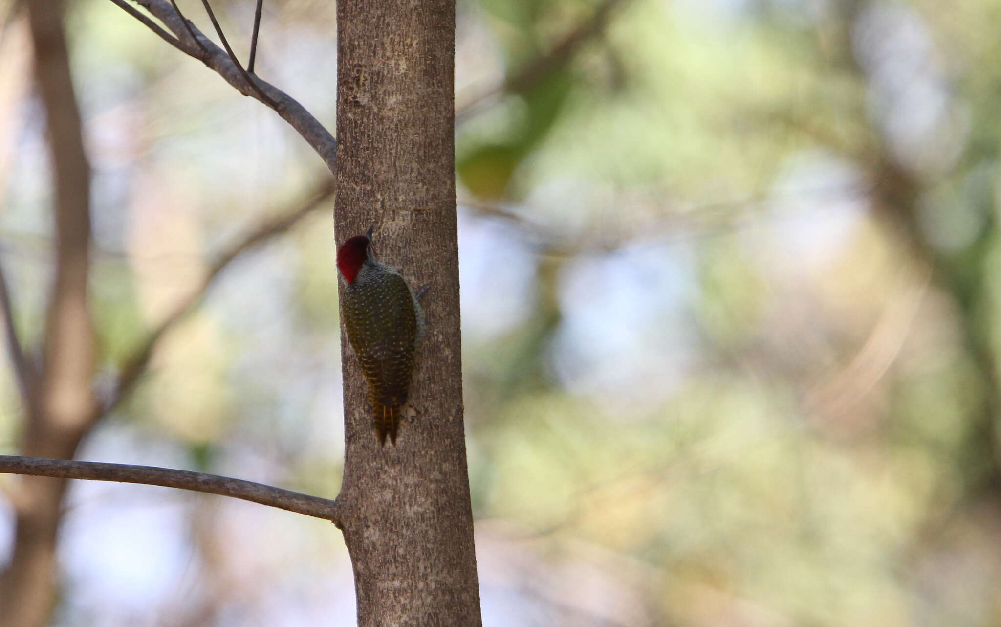 Image of Fine-spotted Woodpecker