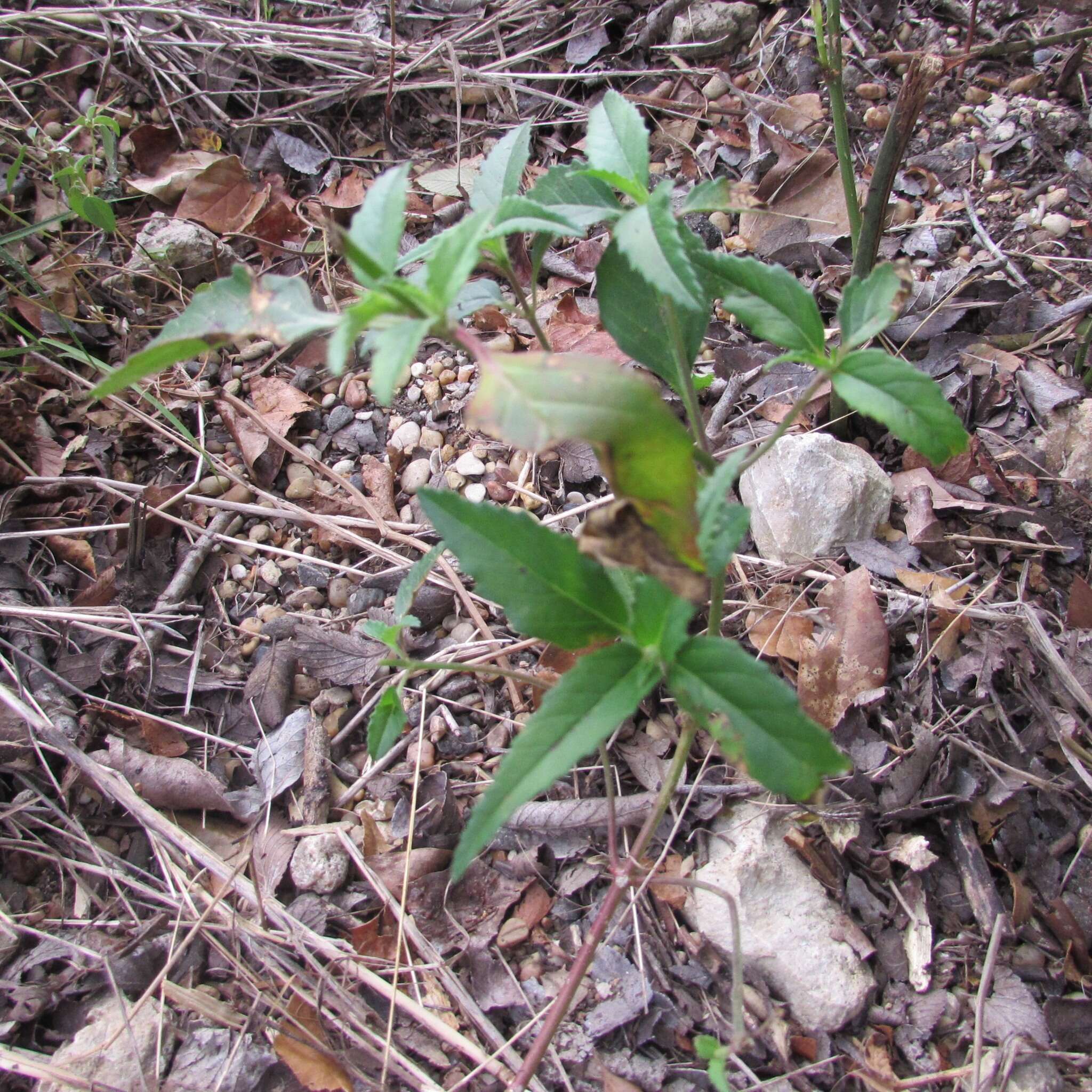 Слика од Euphorbia dentata Michx.