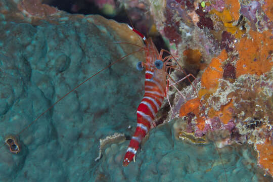 Image of Striped reef shrimp