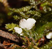 Image de Rimbachia bryophila (Pers.) Redhead 1984