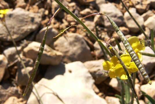 Plancia ëd Diplotaxis harra subsp. harra