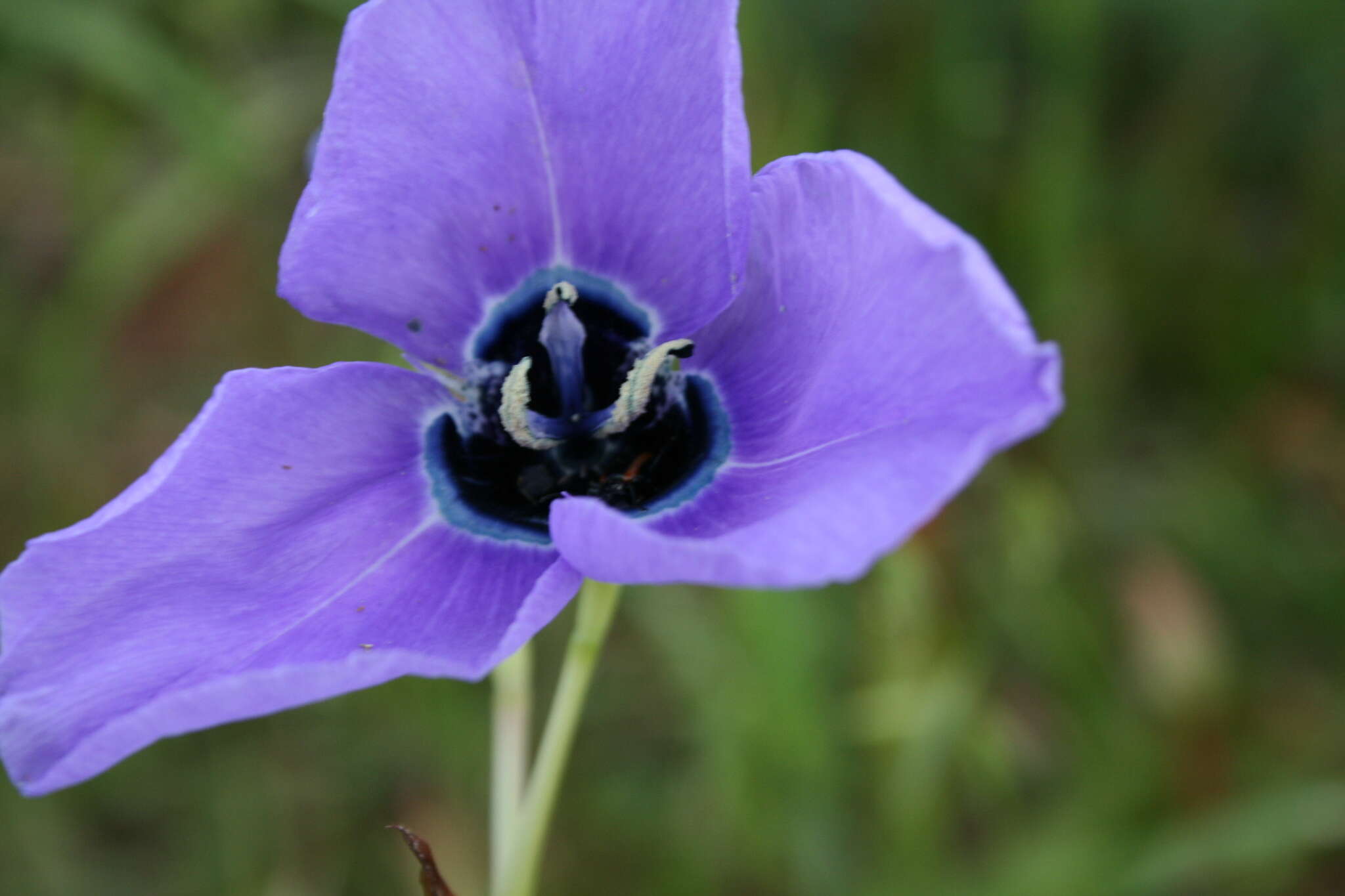 Moraea gigandra L. Bolus resmi