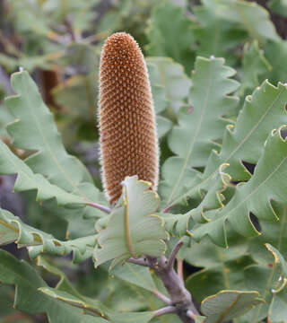 Image of Banksia solandri R. Br.