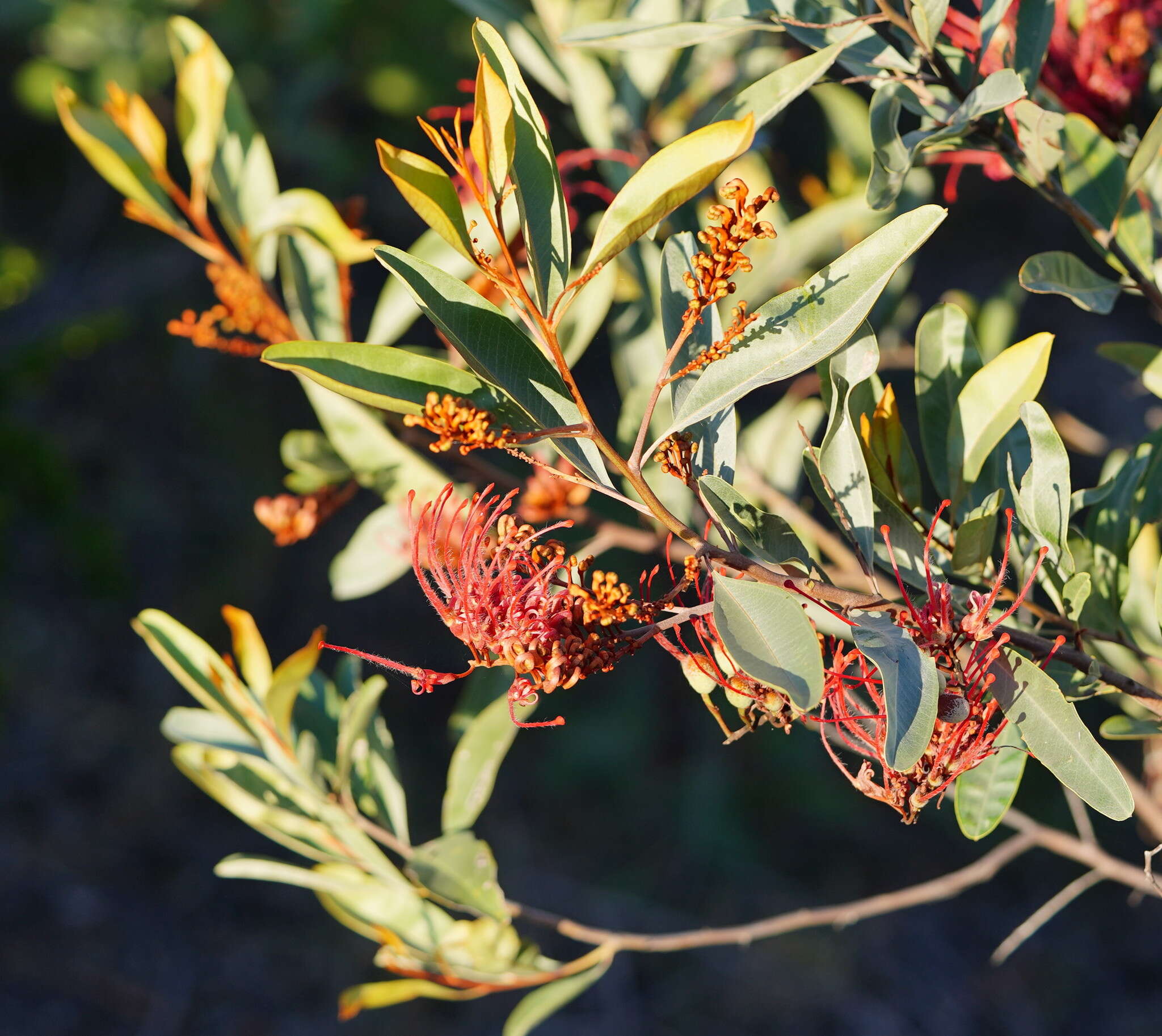 Imagem de Grevillea decora Domin