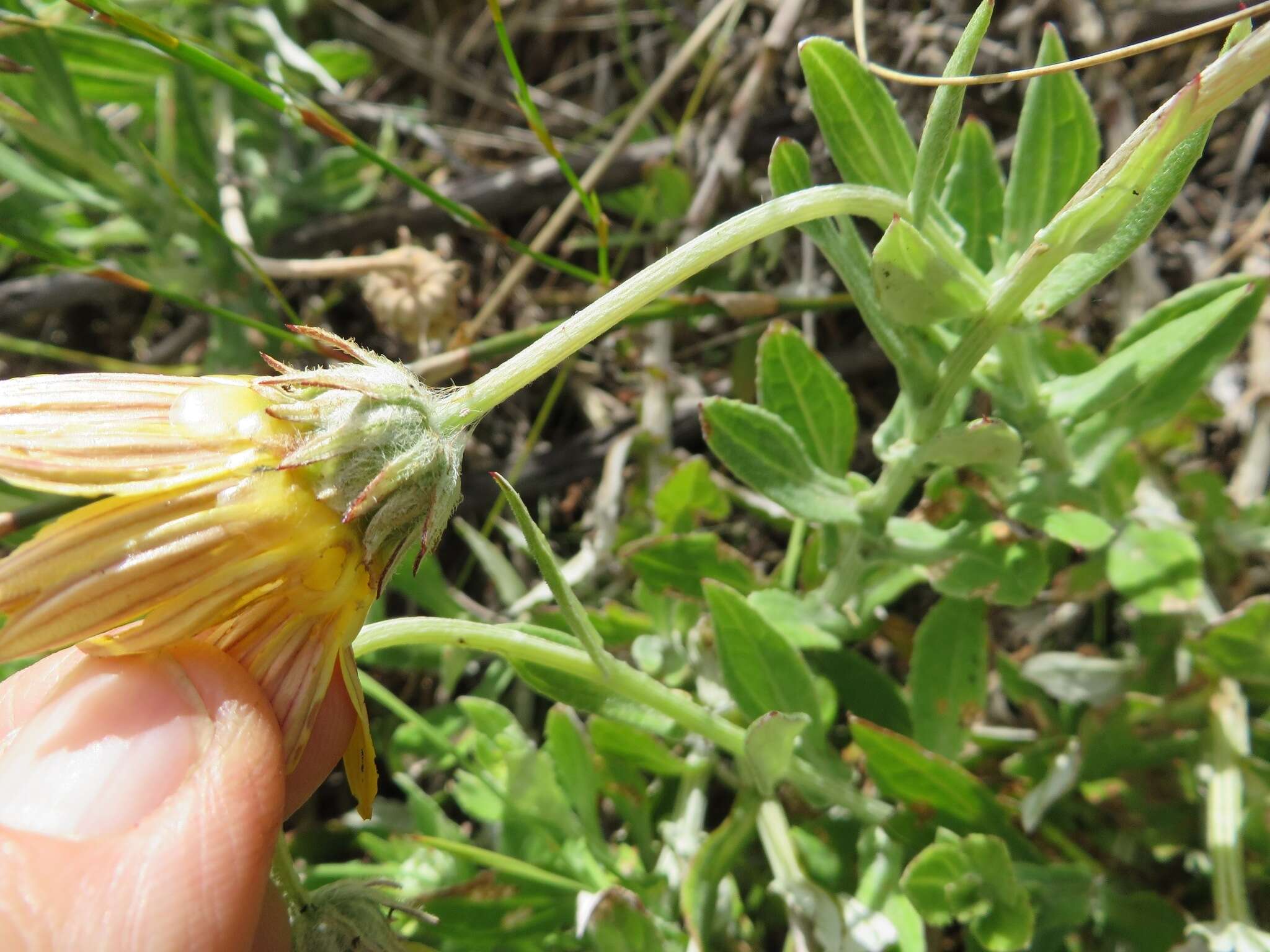 Image of Arctotis scabra Thunb.